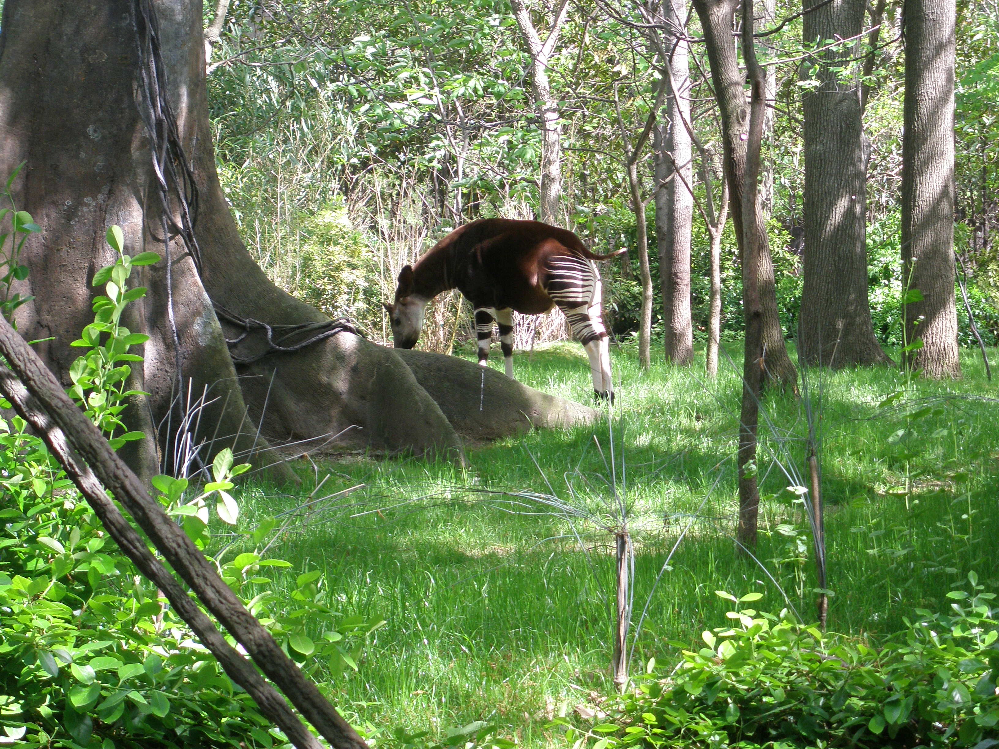 Bronx Zoo