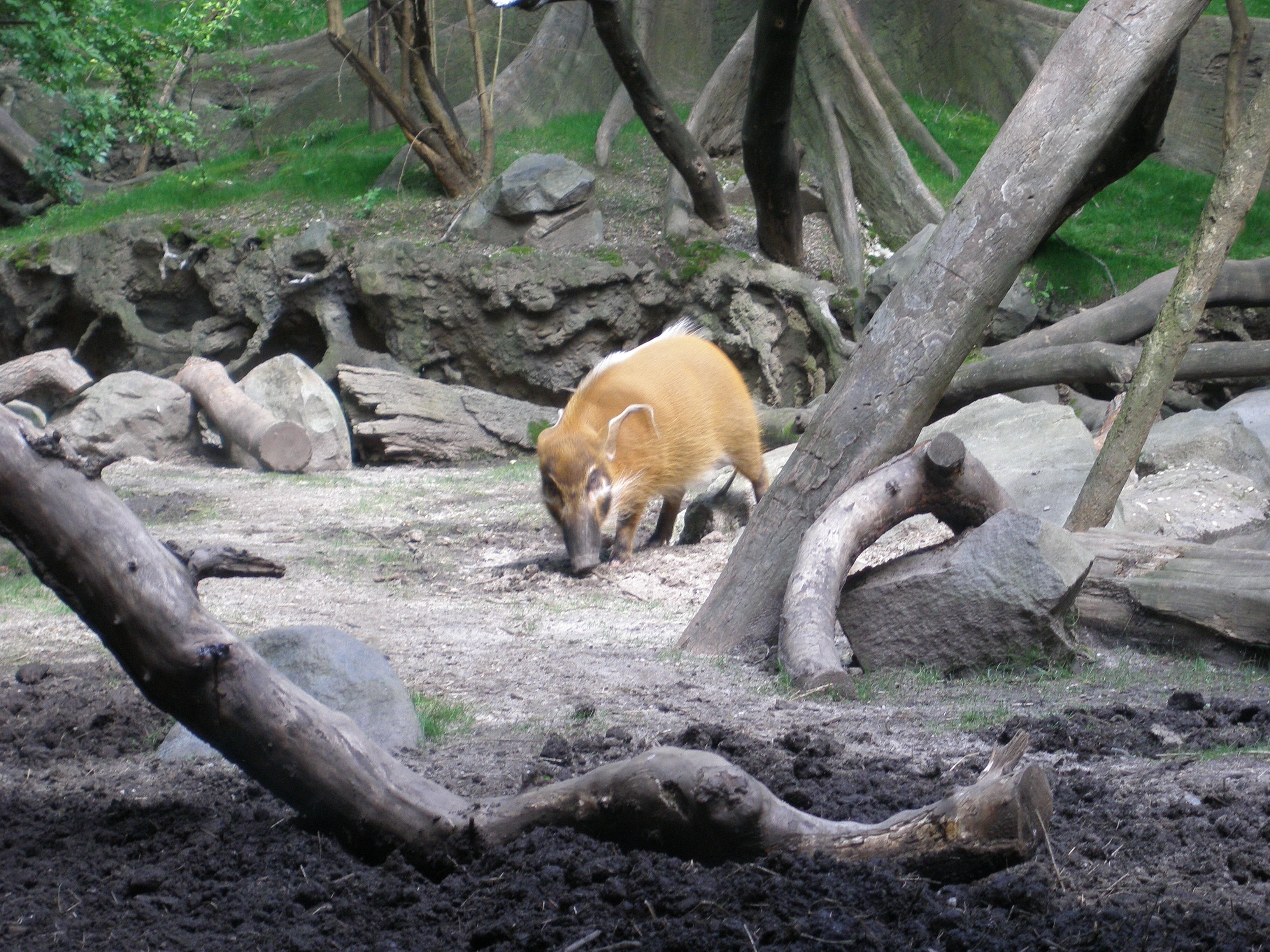 Bronx Zoo