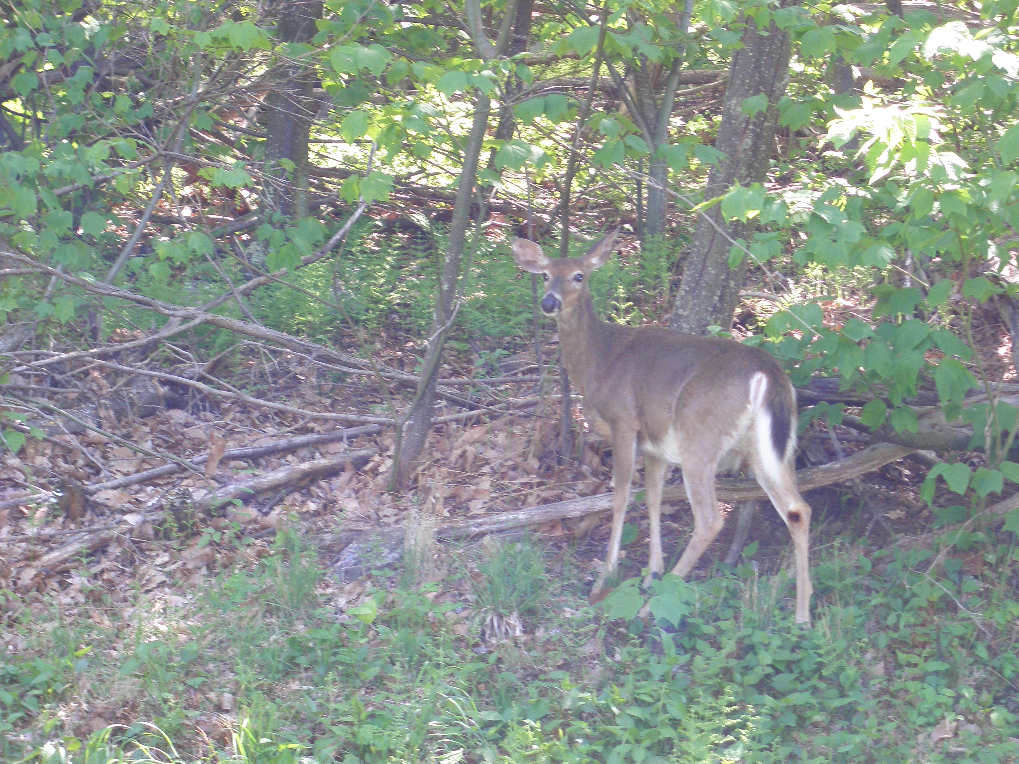 Shenandoah National Park