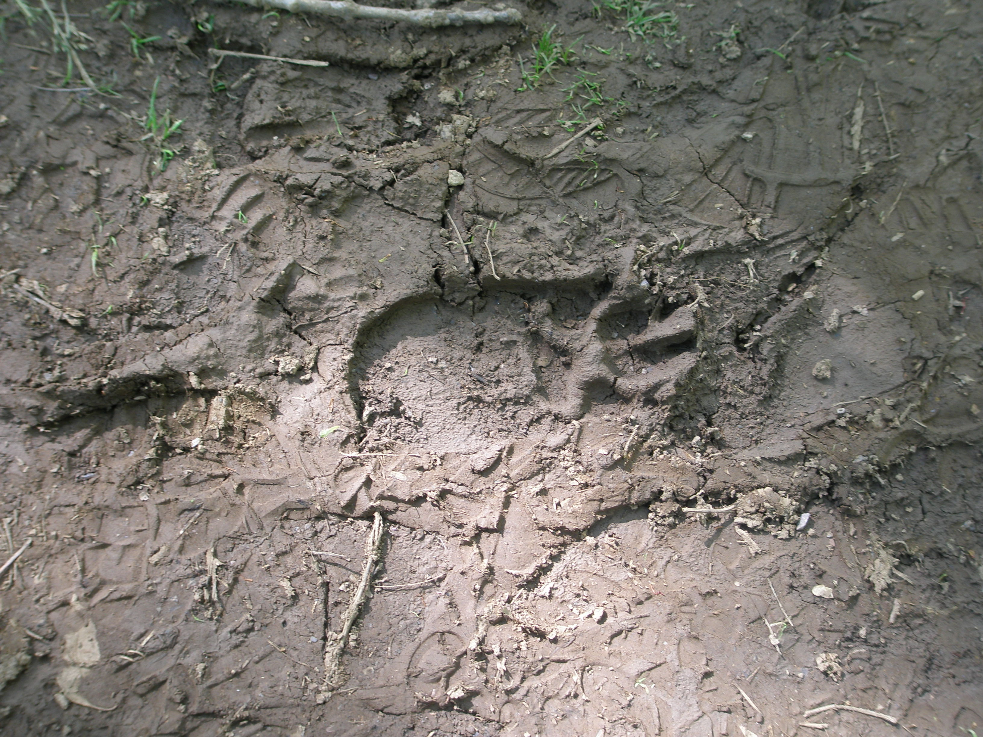 Shenandoah National Park