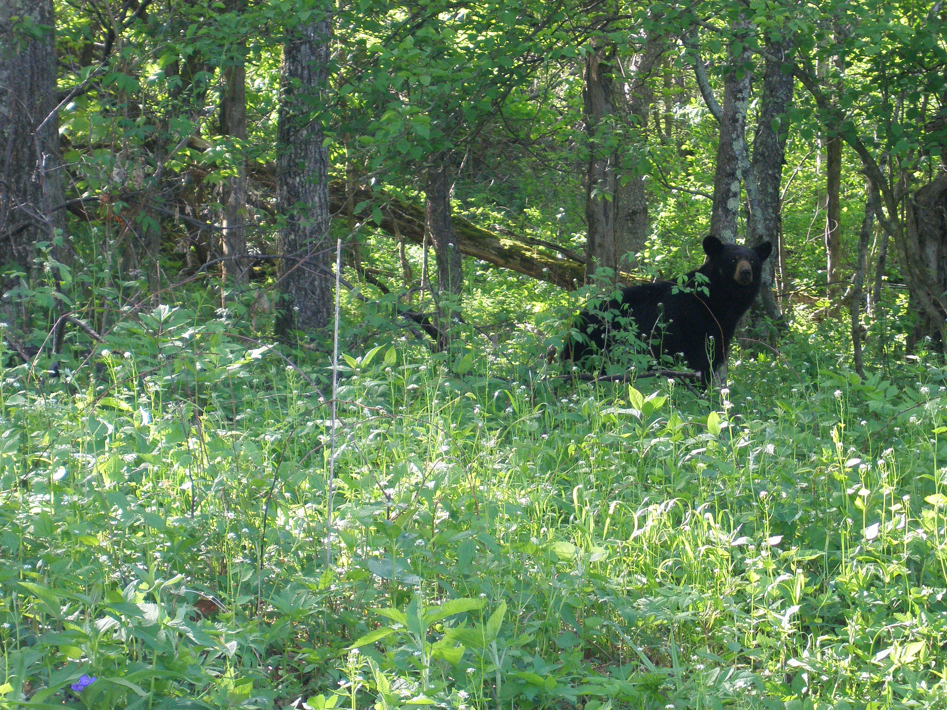 Shenandoah National Park