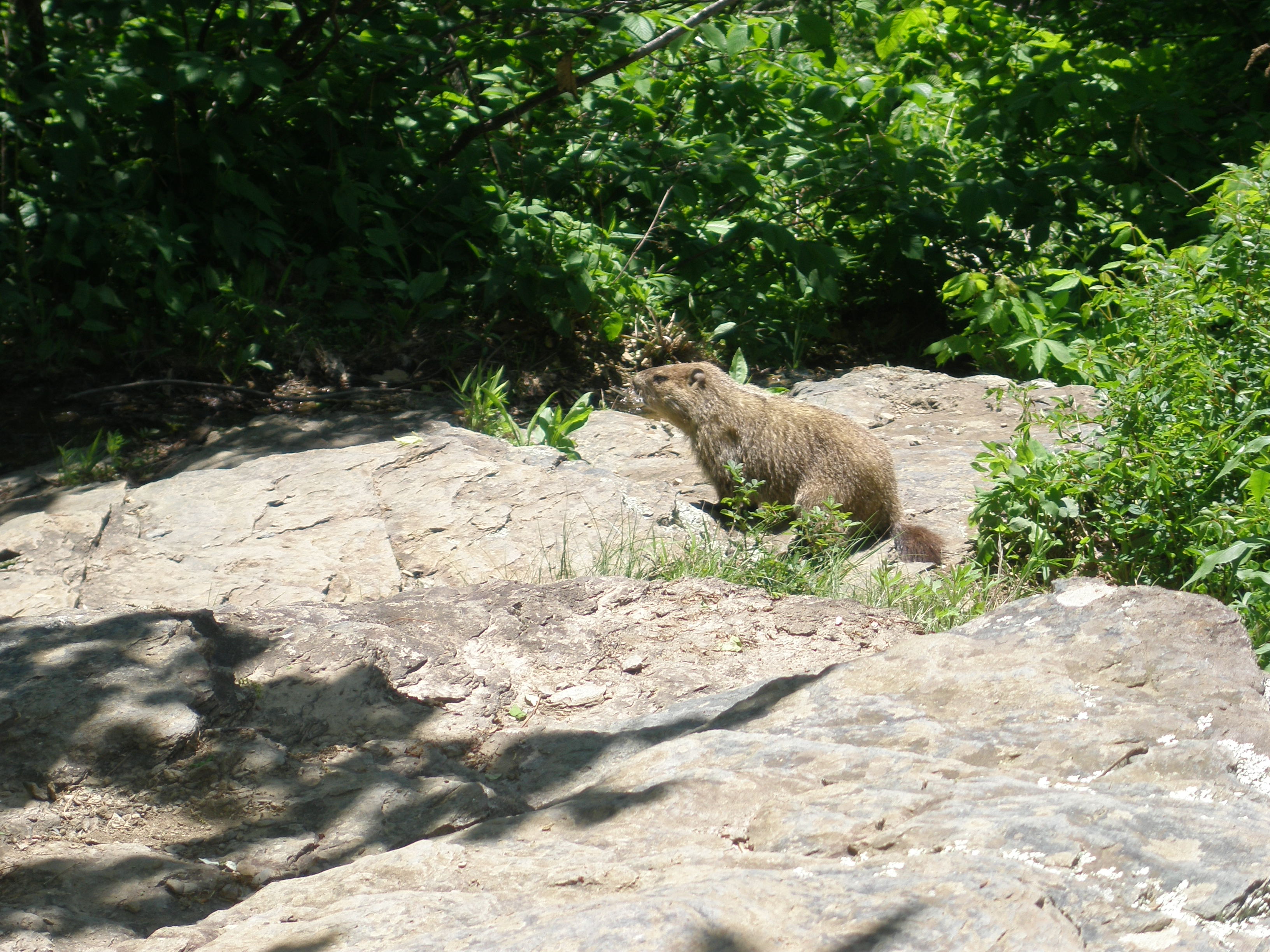 Shenandoah National Park