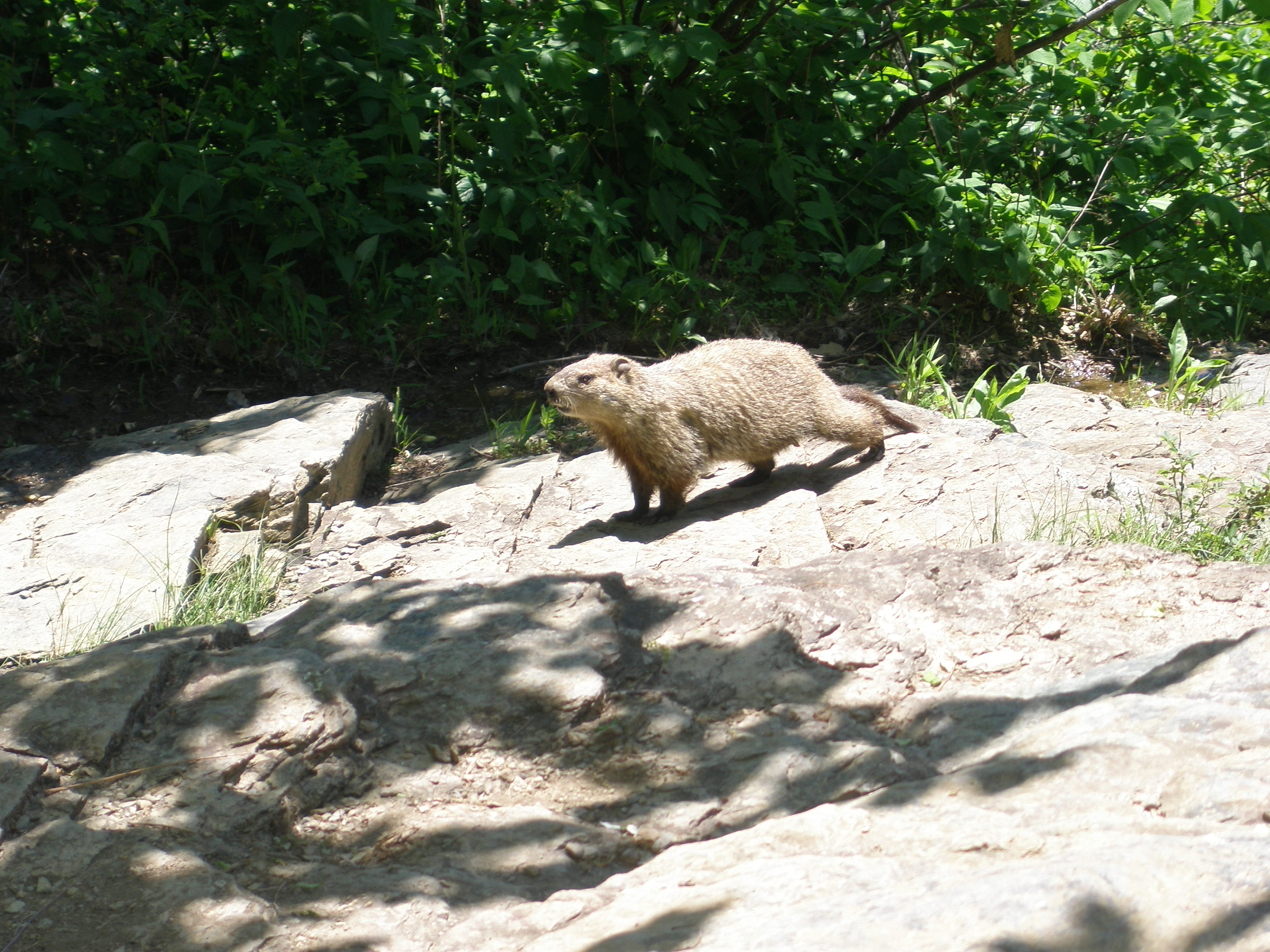 Shenandoah National Park