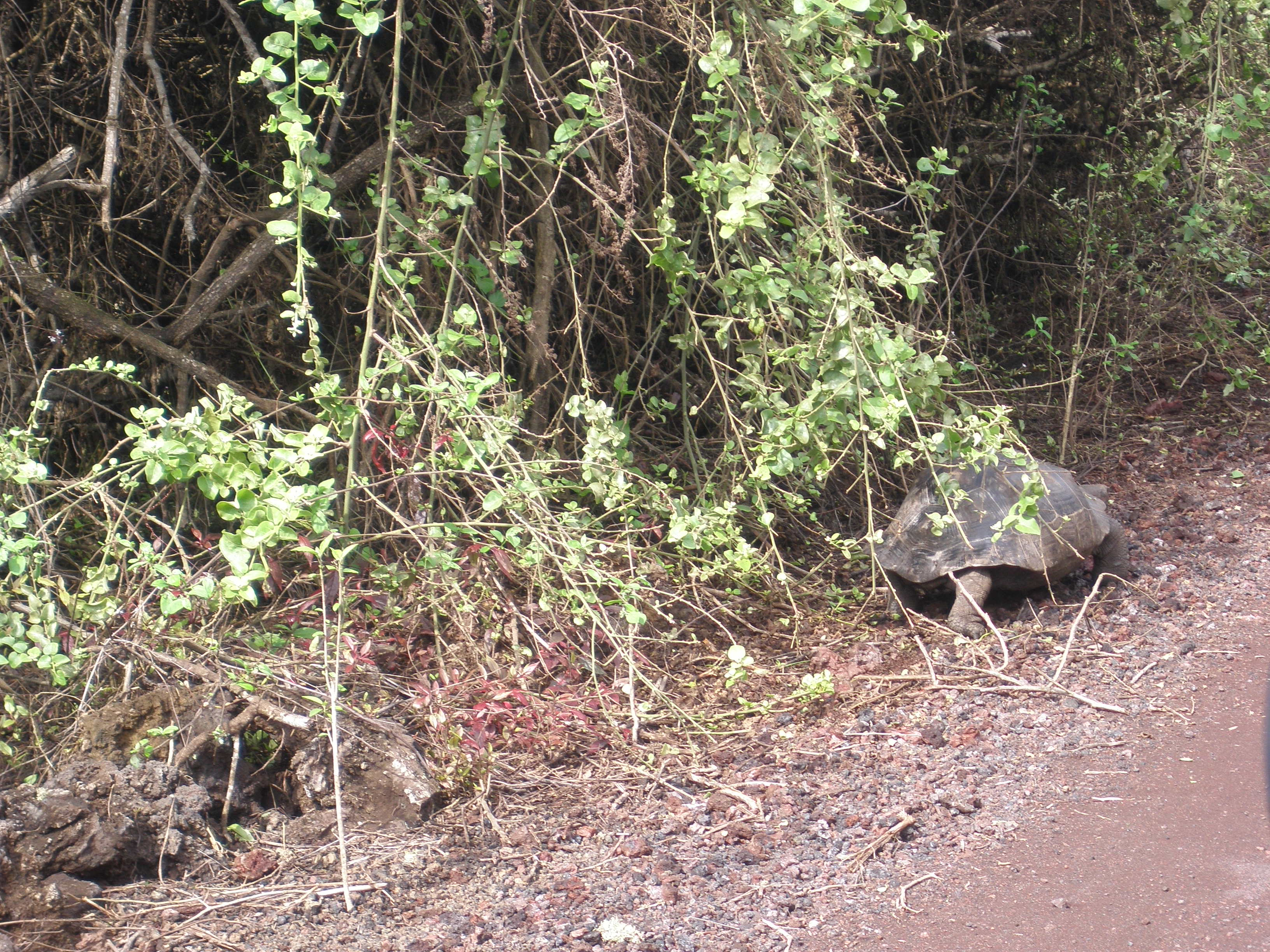 Galapagos