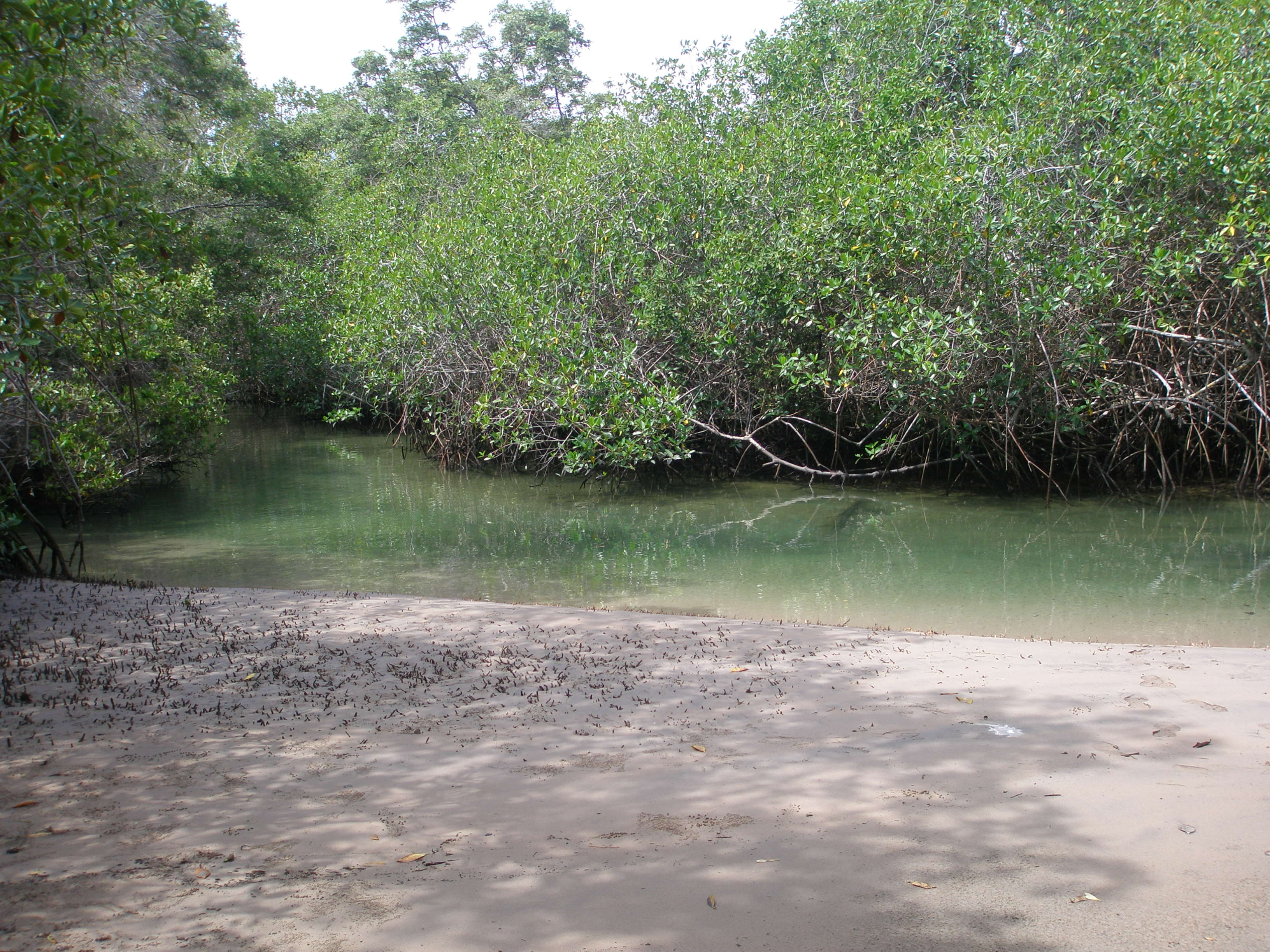 Galapagos