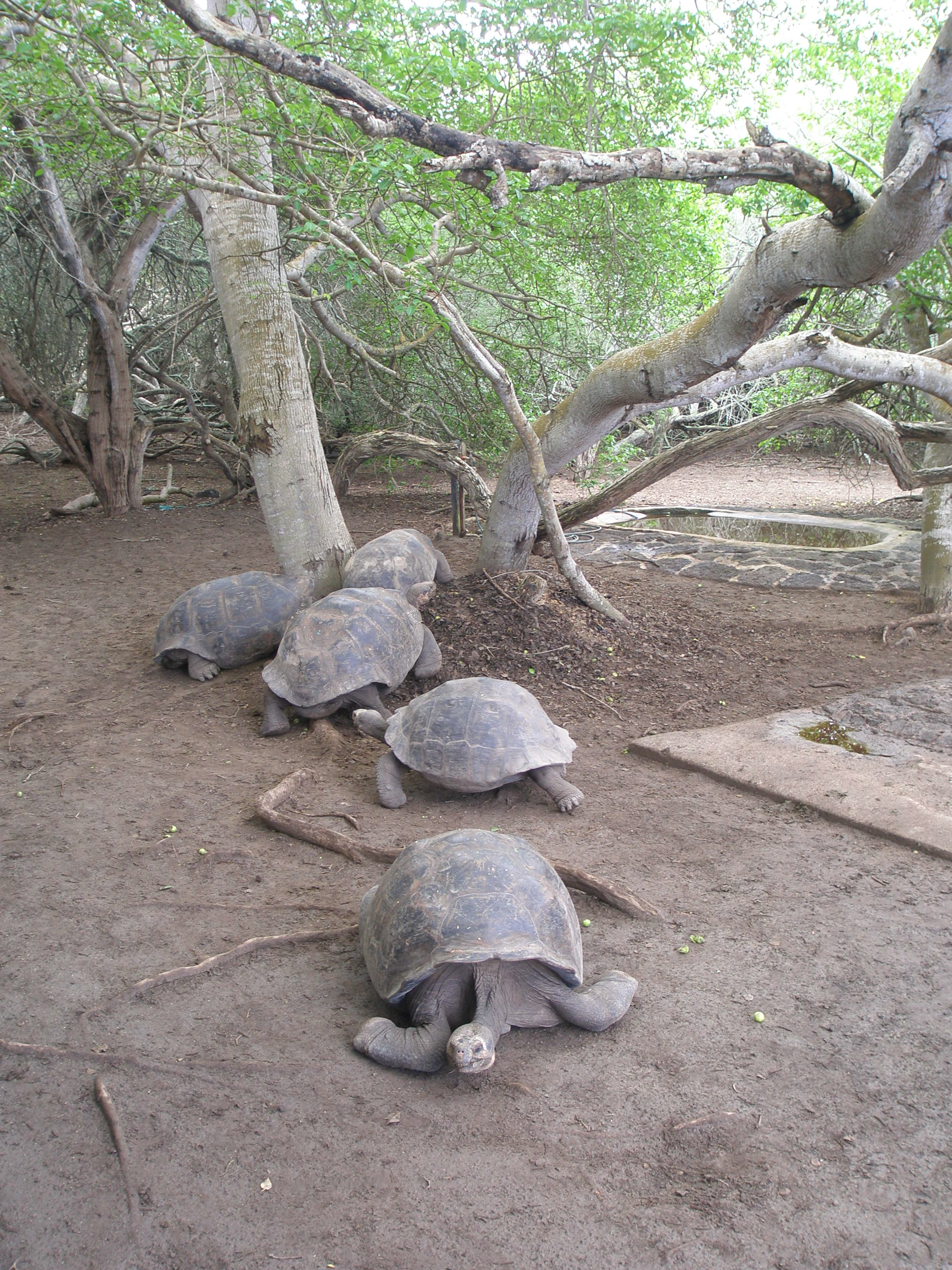 Galapagos