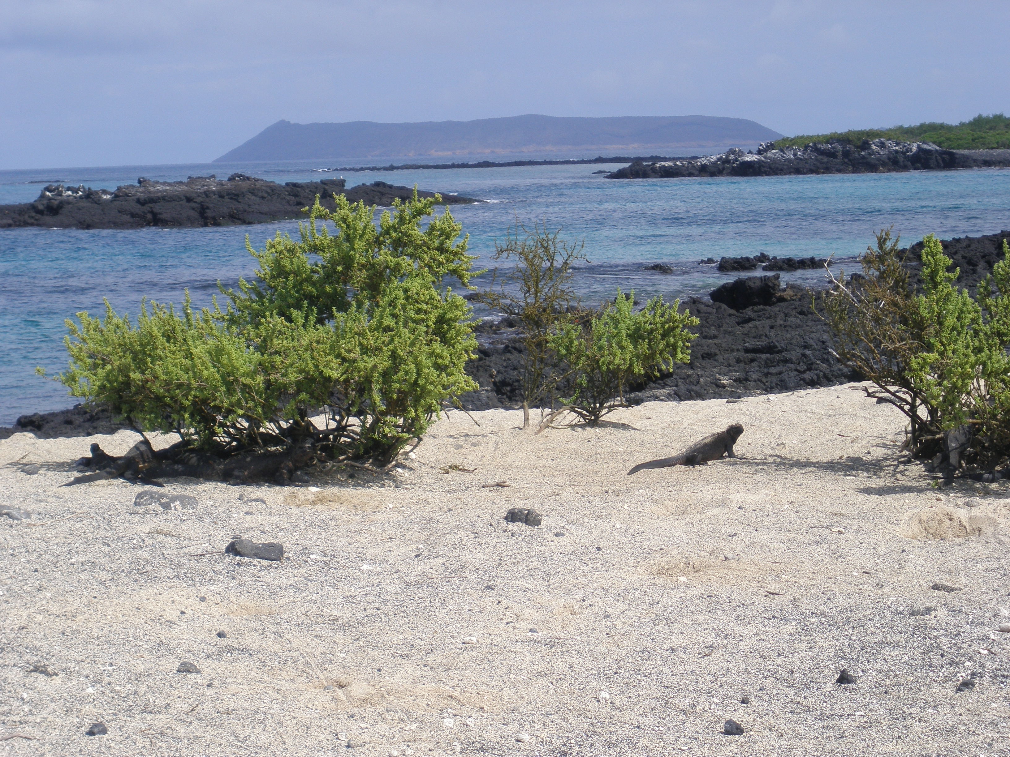 Galapagos