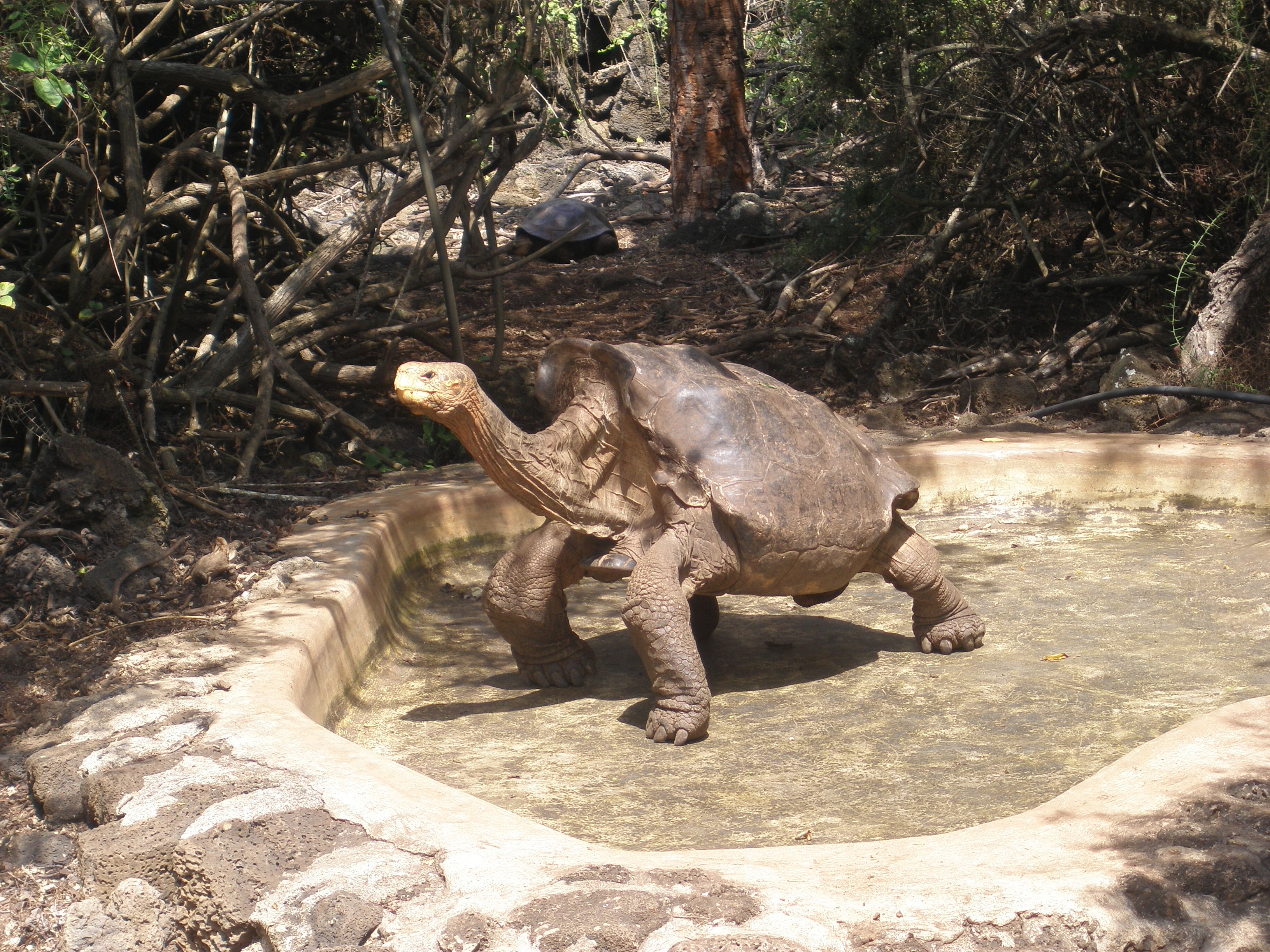 Galapagos