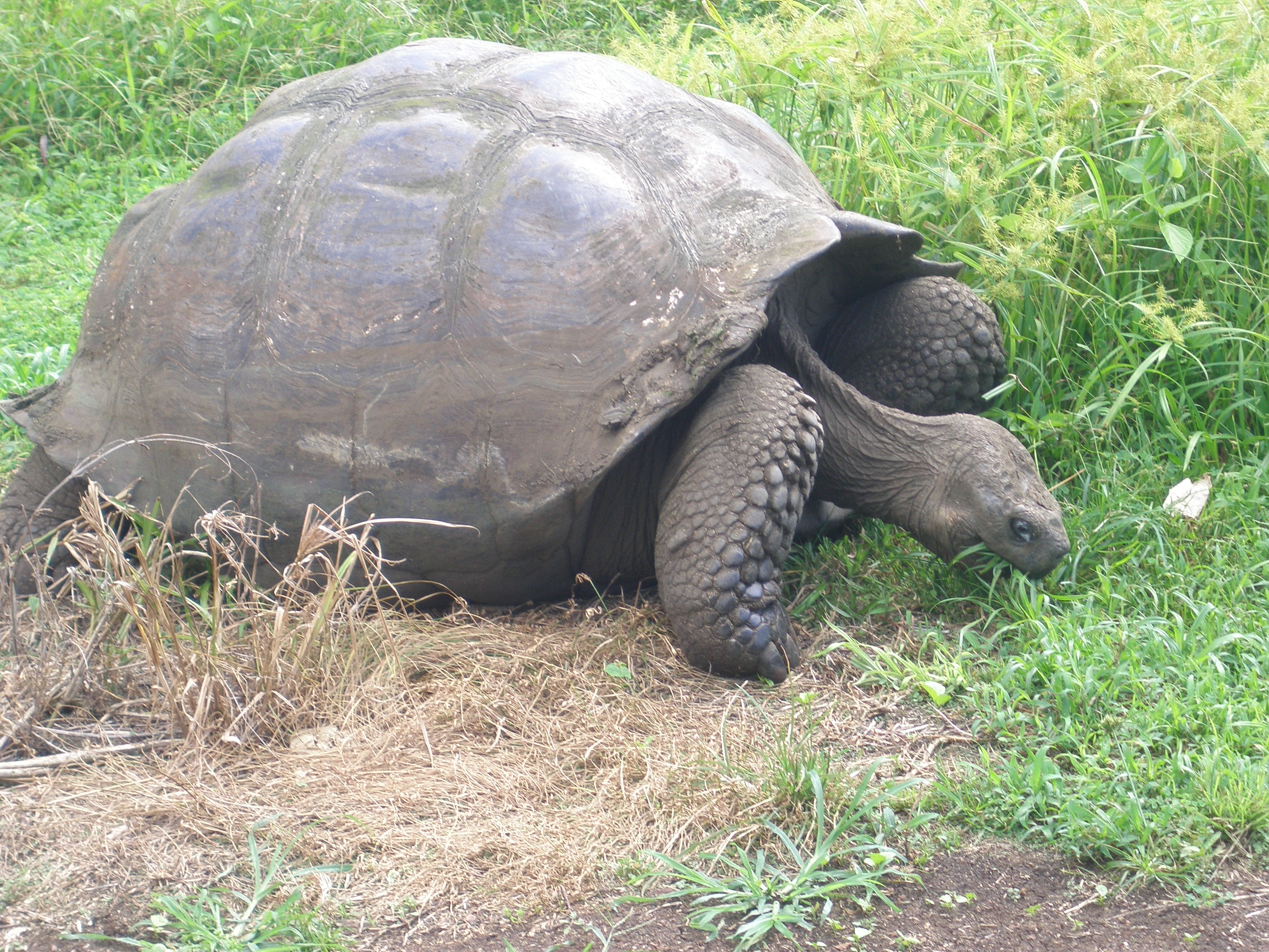 Galapagos